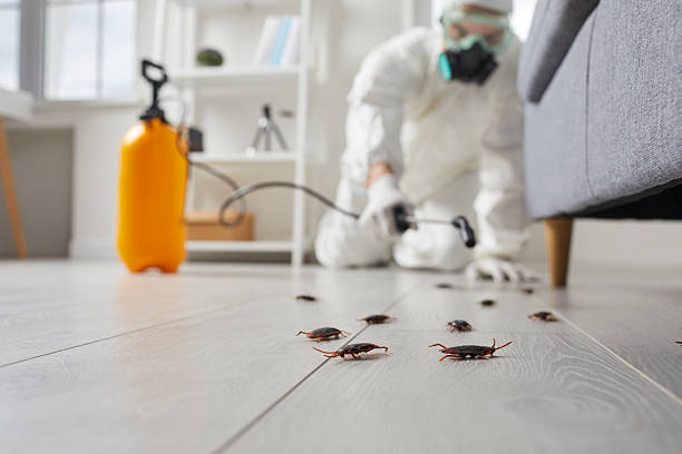 Affordable Ant Control solutions in West Point, KY